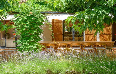 Villa Cicadis, la lavande dans le jardin
