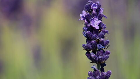 Lavende
