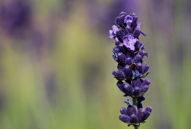 Lavende