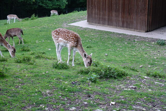 Parc Animalier de la Grande Jeanne, des cerfs