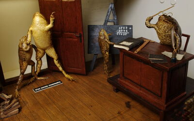 Froggyland, scène de classe