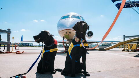 chiens prêts à voler