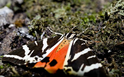 la vallée des papillons, Rhodes