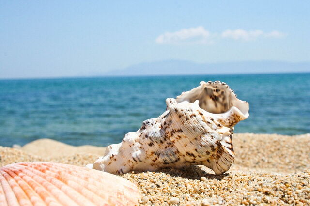 coquille