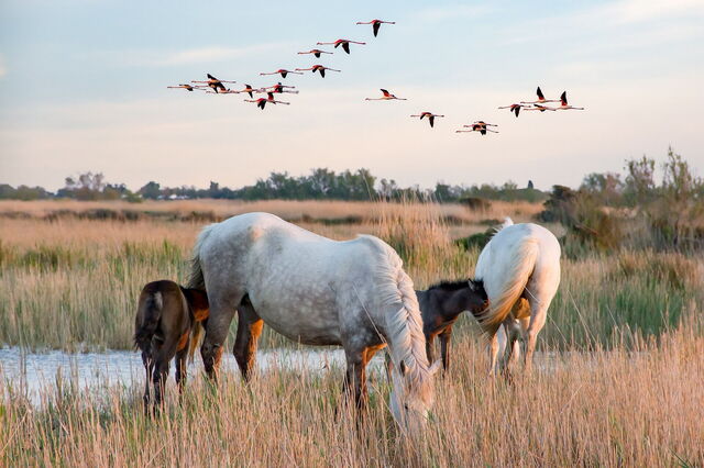 Chevaux en Camargue