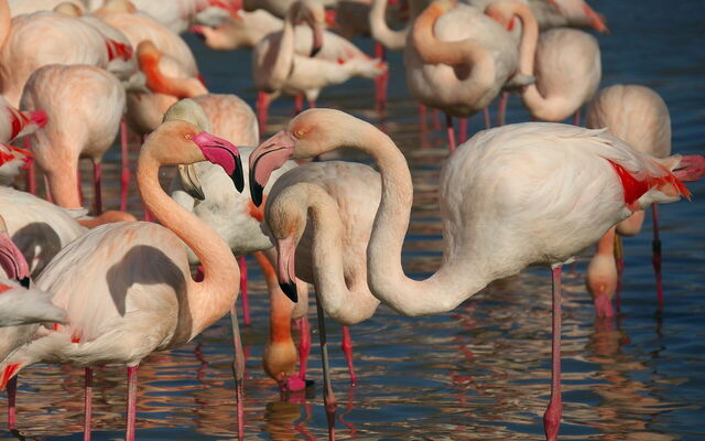 Flamants roses en Camargue