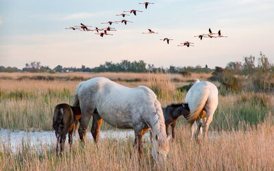 Chevaux en Camargue