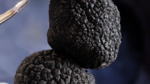 truffes