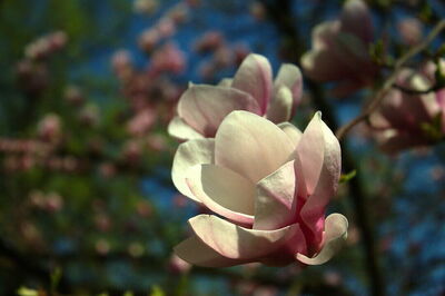Jardin Botanique de Zagreb, Magnolia