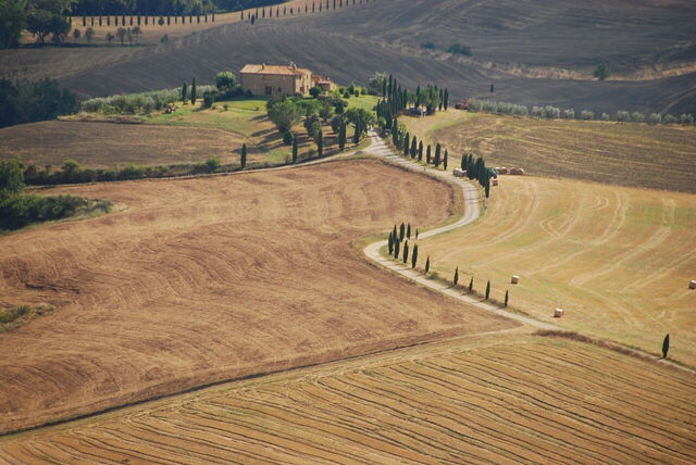 Route bordée de cyprès et champs de blé dans la vallée d'Orcia