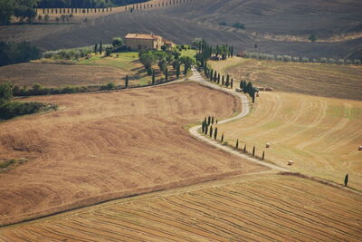 Route bordée de cyprès et champs de blé dans la vallée d'Orcia