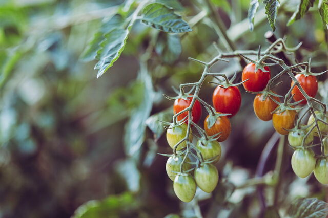 tomates