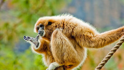 Un gibbon aux mains blanches
