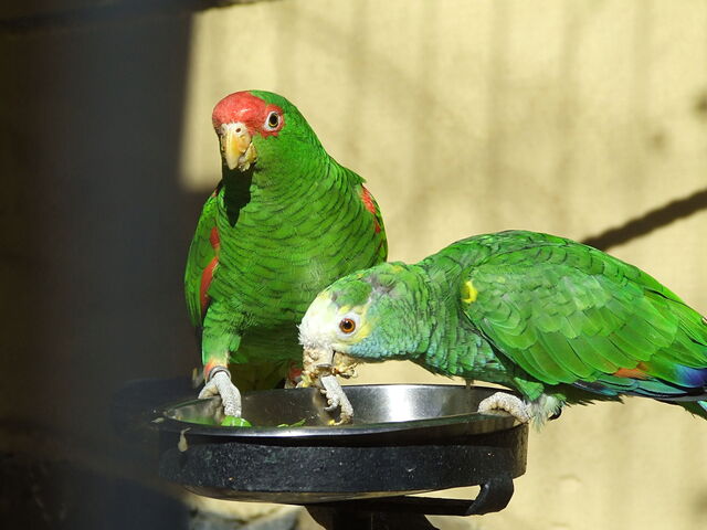 Perroquets dans Palmitos Parc