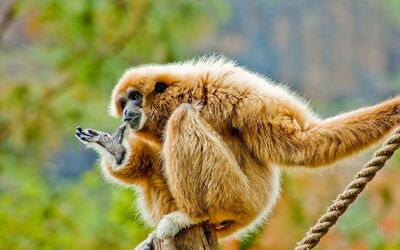 Un gibbon aux mains blanches