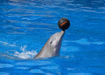 Dauphin à Palmitos Parc