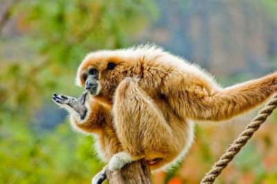 Un gibbon aux mains blanches