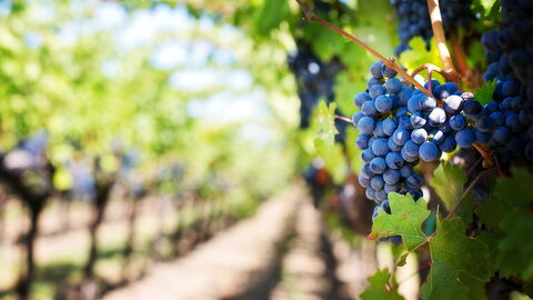 Établissement vinicole