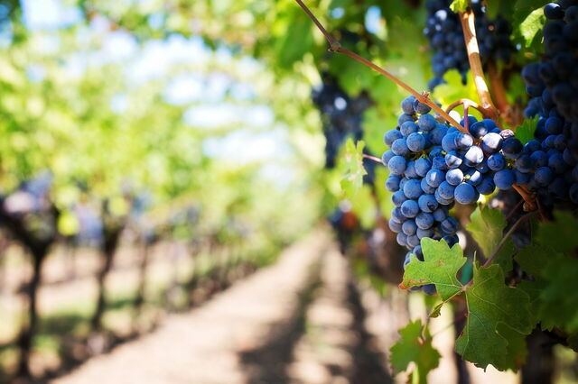 Établissement vinicole