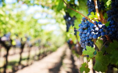 Établissement vinicole