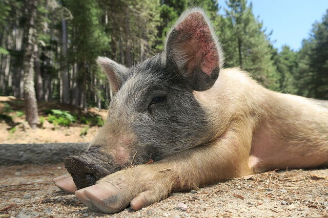 Un porcelet sauvage en Corse