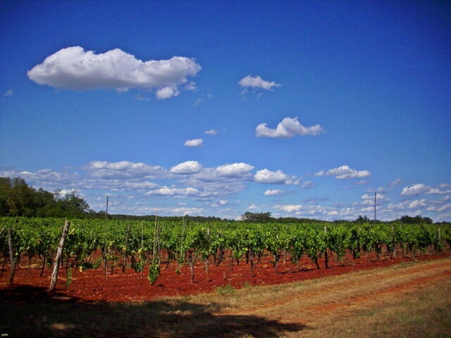 Un vignoble à Umag