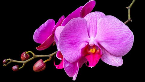 orchidée rose