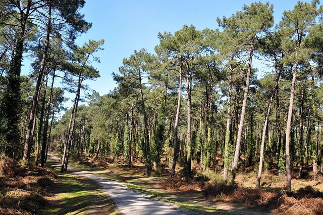 forêt pignada