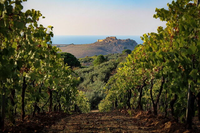 vignobles de sicile