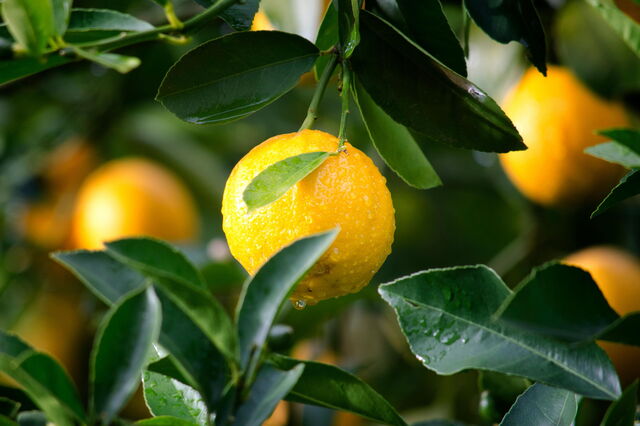 oranges