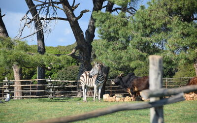 Parc Safari de Brijuni