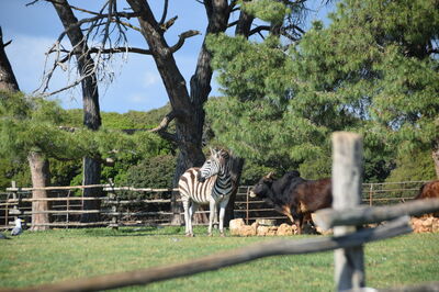 Parc Safari de Brijuni