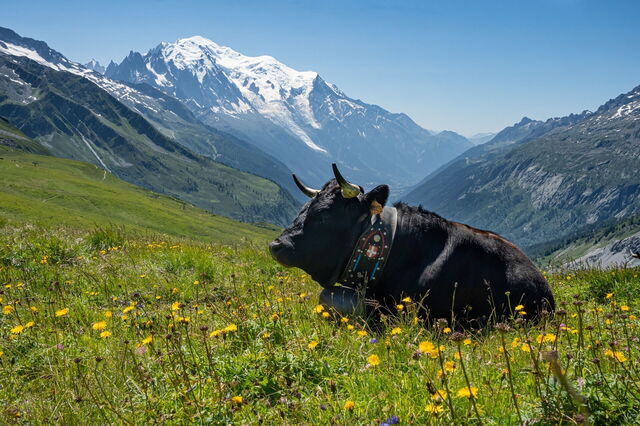 Une vache alpine à Chamonix