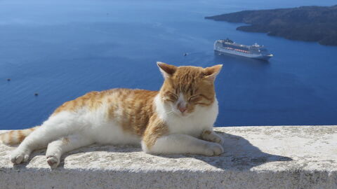 chat
