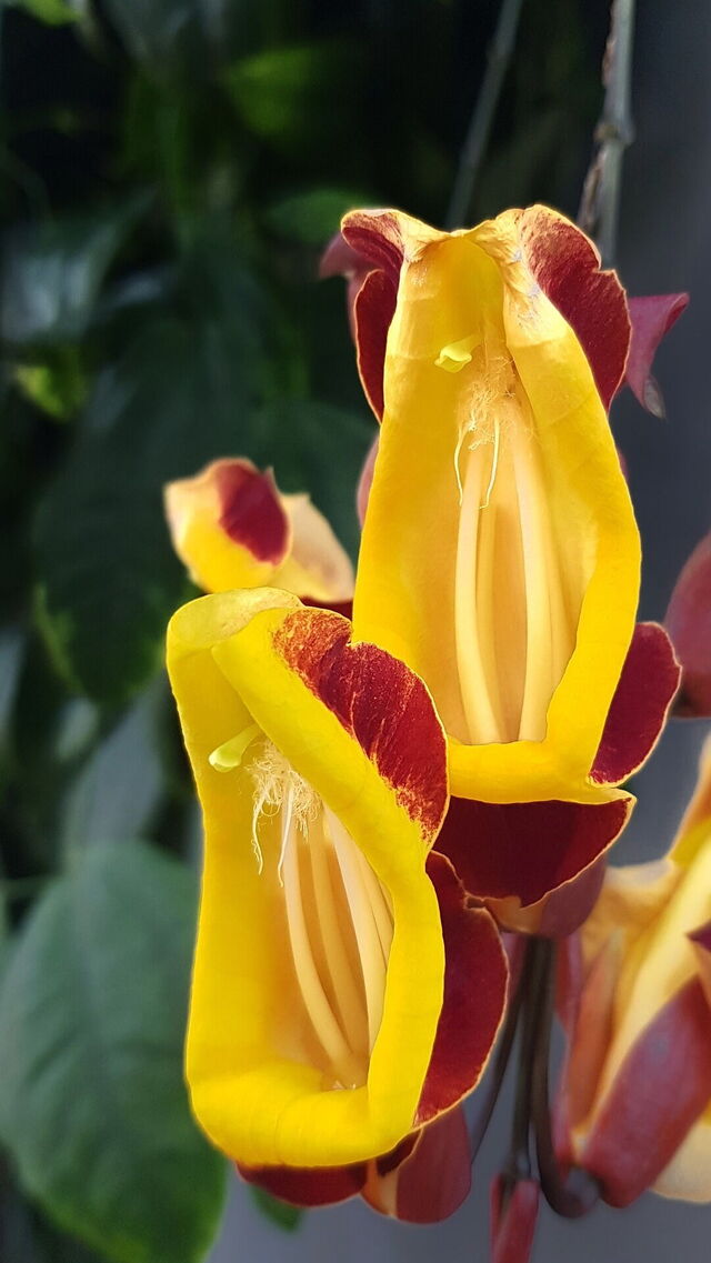 Orchidée dans l'Orchidarium d'Estepona