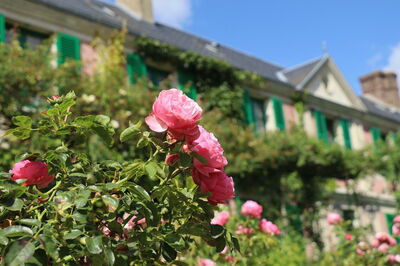 Roses devant la maison de Monet