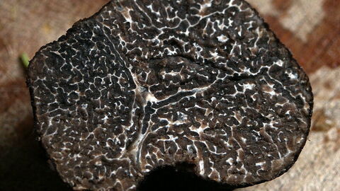 Truffe d'hiver