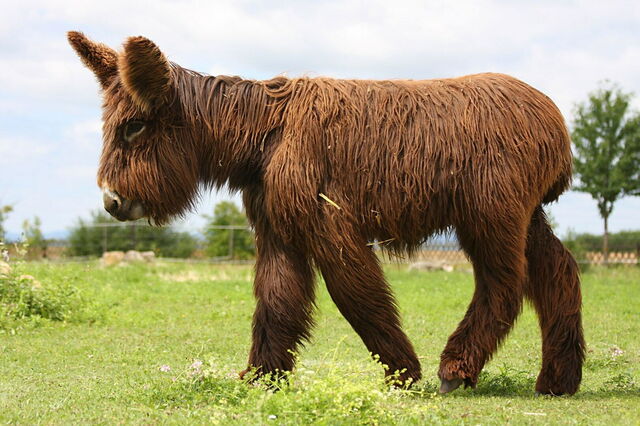 Un bébé poitevin