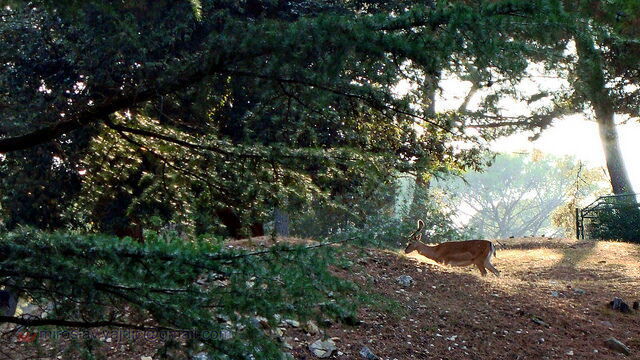 Cerf