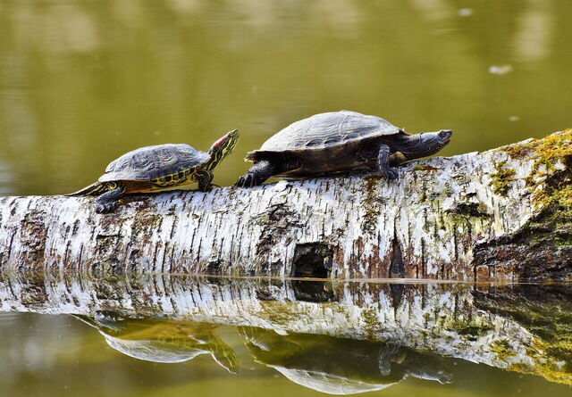 tortues