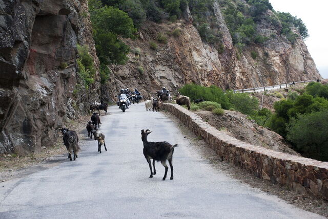 Chèvres en Corse