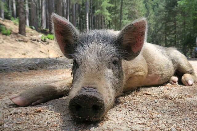 Un cochon sauvage en Corse