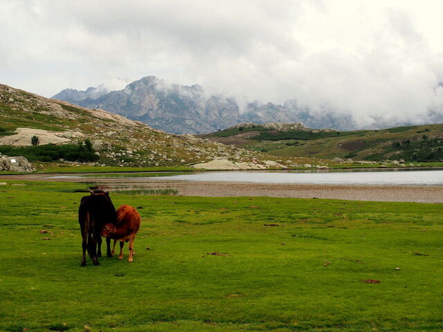Vaches en Corse