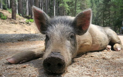 Un cochon sauvage en Corse