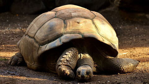 Tortue géante