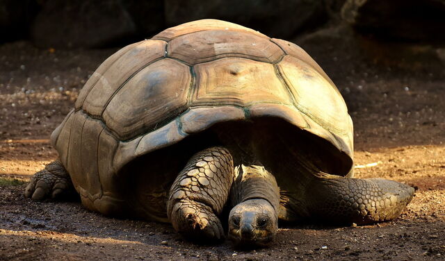 Tortue géante