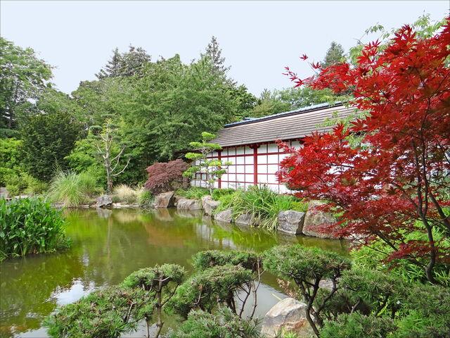 Jardin japonais de l'Île de Versailles, érable