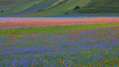 Piani di Castelluccio, détail