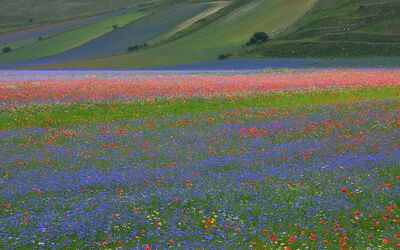 Piani di Castelluccio, détail