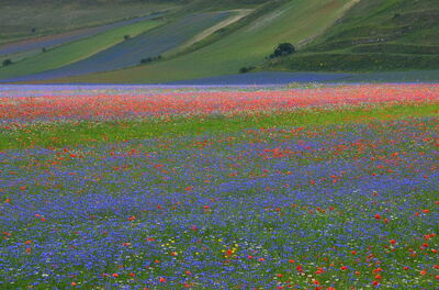 Piani di Castelluccio, détail